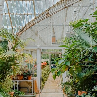 Large, leafy plants growing inside a greenhouse.