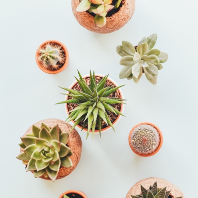 Bird's-eye view of several potted cacti and succulents.