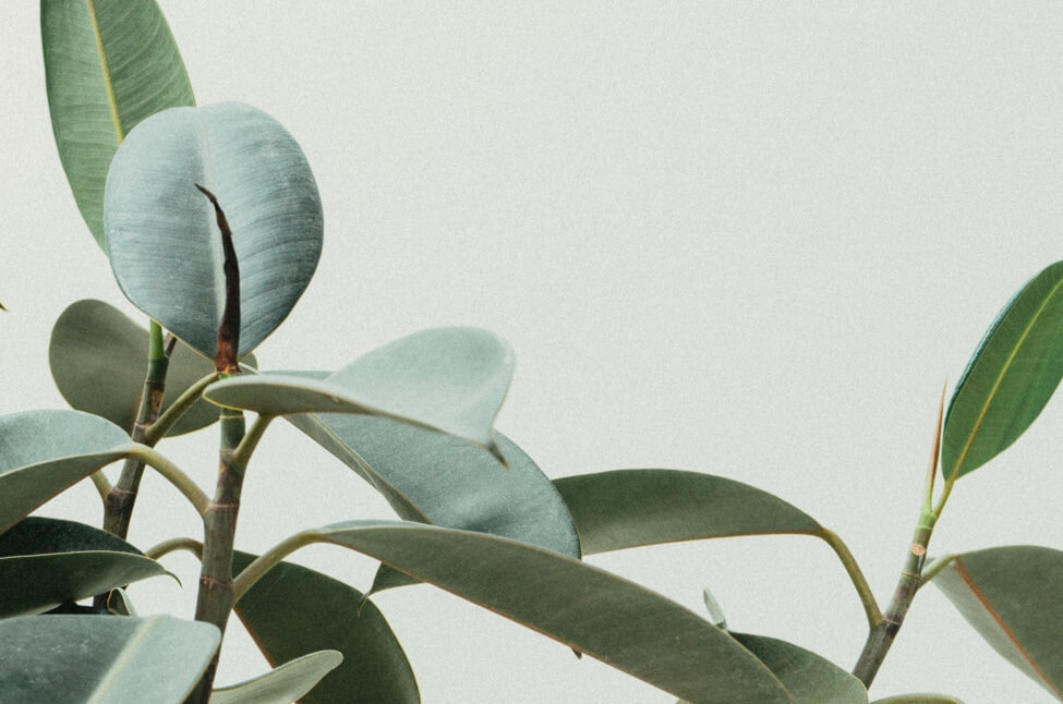 Close op on a green, round-leafed plant against a white backdrop.